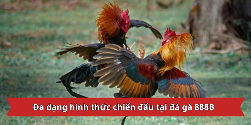 Đa dạng hình thức chiến đấu tại đá gà 888B