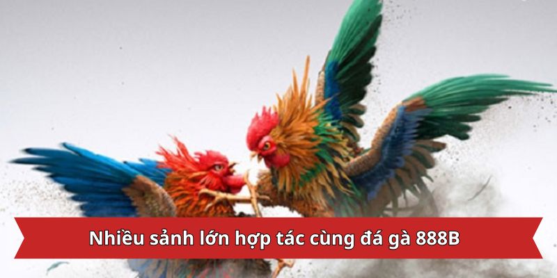 Nhiều sảnh lớn hợp tác cùng đá gà 888B