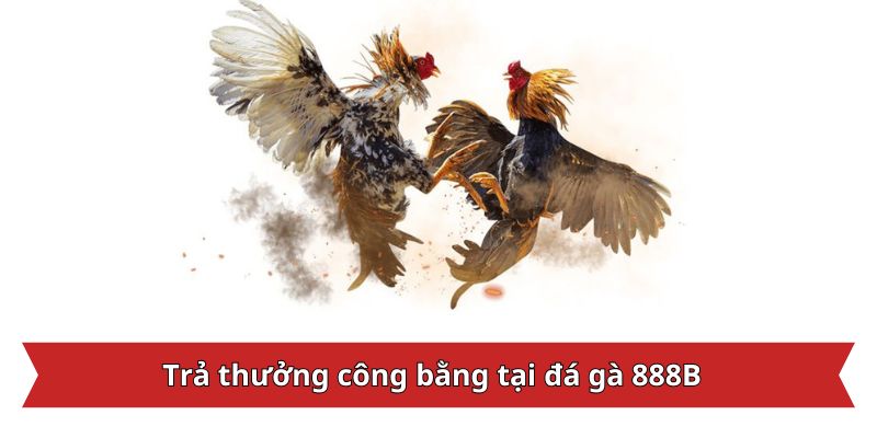 Trả thưởng công bằng tại đá gà 888B